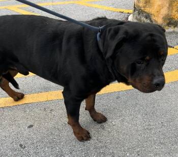 Rottweiler Dogs Available for Adoption in Doral, Florida - SAMUEL | PetCurious