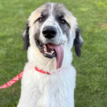 Rescue Great Pyrenees and Terrier Dogs for Adoption in Bloomfield, Connecticut - Maui | PetCurious