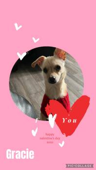 Chihuahua Dogs Available for Adoption - Gracie  | PetCurious