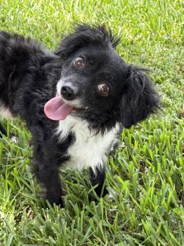 Mr. Magoo -  Cavalier King Charles Spaniel and Miniature Poodle Dog for Adoption in Houston, Texas - Mr. Magoo | PetCurious