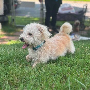 Biscuit -  Miniature Poodle and Yorkshire Terrier Dog for Adoption in Rockville, Maryland - Biscuit | PetCurious
