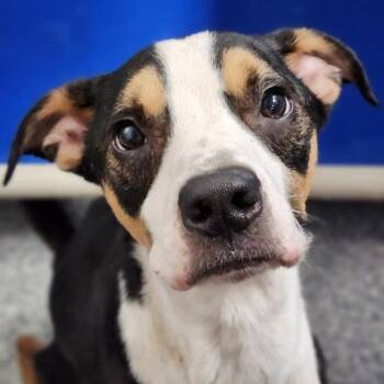 Motley -  Hound Dog for Adoption - Motley | PetCurious