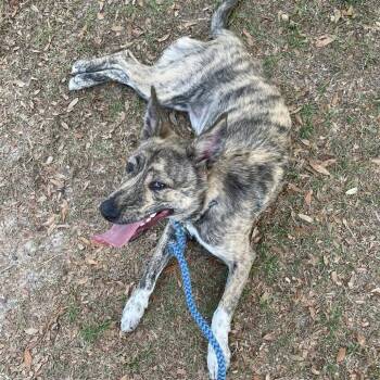 Kylo -  Belgian Shepherd Malinois and Mountain Cur Dog for Adoption in Freeport, Florida - Kylo | PetCurious