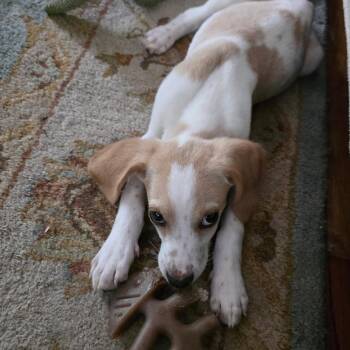 Georgia -  Hound Dog for Adoption in Charlottesville, Virginia - Georgia | PetCurious