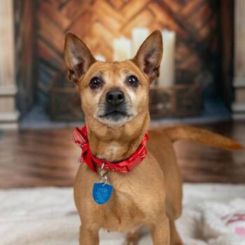 Noel -  Miniature Pinscher Dog for Adoption in Madrid, Iowa - Noel | PetCurious