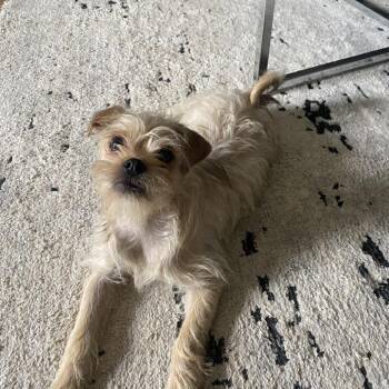 Hammy -  Pug and Terrier Dog for Adoption in Alma, Wisconsin - Hammy | PetCurious
