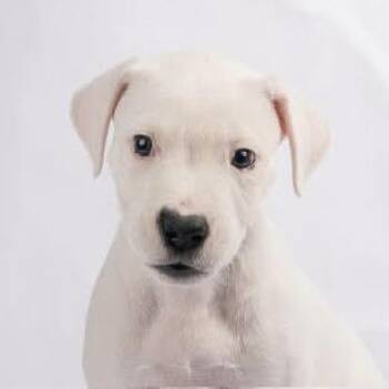 Dogo Argentino Dogs Available for Adoption in Smyrna, Georgia - Jeannie | PetCurious