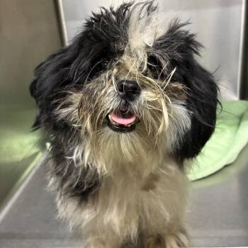 08/14/2026-Stray-17thStreet/ManchesterExpressway -  Mixed Breed Dog for Adoption in Columbus, Georgia - 08/14/2026-Stray-17thStreet/ManchesterExpressway | PetCurious