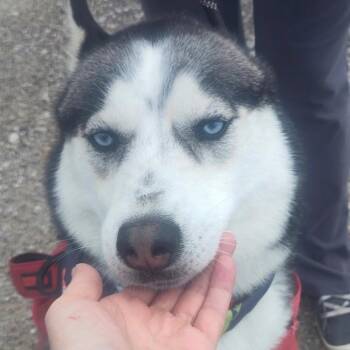 Kovu -  Husky Dog for Adoption in Normal, Illinois - Kovu | PetCurious