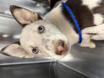 A1920797 -  Australian Cattle Dog Blue Heeler and Mixed Breed Dog for Adoption in Riverside, California - A1920797 | PetCurious