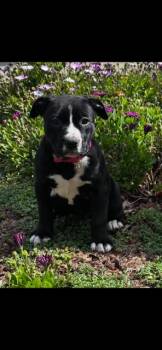 Staffordshire Bull Terrier Dogs Available for Adoption in Lodi, California - May | PetCurious