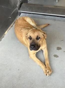 Birdie -  Golden Retriever and Shepherd Dog for Adoption in Santa Monica, California - Birdie | PetCurious