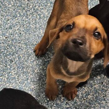 Apple Jaxx -  Mixed Breed Dog for Adoption in Greensboro, North Carolina - Apple Jaxx | PetCurious