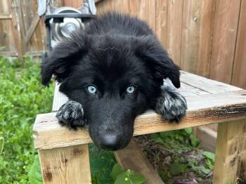 OJ -  Mixed Breed Dog for Adoption in Saskatoon, Saskatchewan - OJ | PetCurious