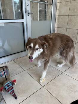 Toasty -  Australian Shepherd and Mixed Breed Dog for Adoption in Farmers Branch, Texas - Toasty | PetCurious