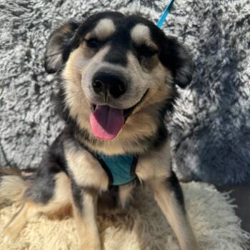 Rescue Cattle Dog and Sheep Dog Dogs for Adoption in San Diego, California - Kenny | PetCurious