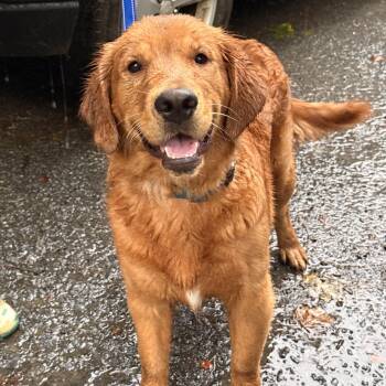 Bear -  Golden Retriever Dog for Adoption in Pottsville, Pennsylvania - Bear | PetCurious