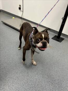 SUMO -  Boston Terrier and Mixed Breed Dog for Adoption in Tulsa, Oklahoma - SUMO | PetCurious