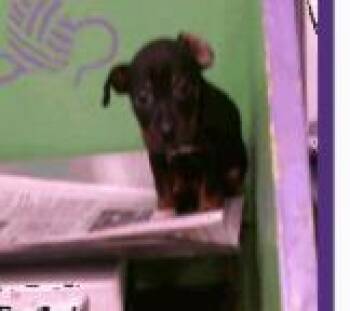 Rescue Chihuahua and Mixed Breed Dogs for Adoption in Houston, Texas - Nightmare Before Christmas | PetCurious