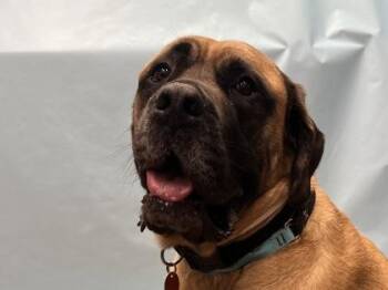 Anakin -  Mastiff and Cane Corso Dog for Adoption in Golden Valley, Minnesota - Anakin | PetCurious