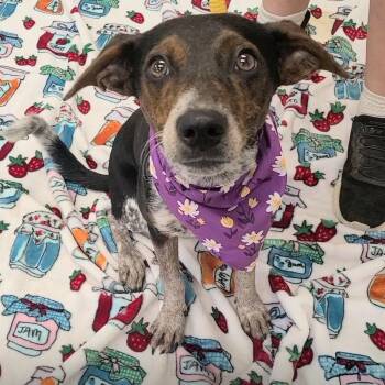Liana -  Beagle Dog for Adoption in Woolwich, Maine - Liana | PetCurious
