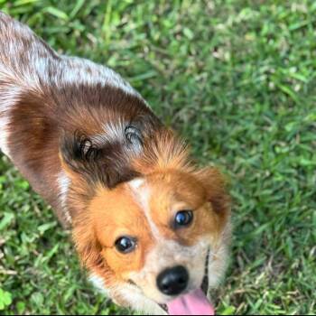 Foxy -  Pomeranian Dog Available for Adoption in Alexandria, Louisiana - Foxy | PetCurious