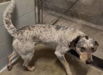 Australian Cattle Dog Blue Heeler and Coonhound Dogs Available for Adoption - Dusty | PetCurious
