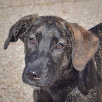 Axel -  Black Labrador Retriever and Plott Hound Dog for Adoption in Huntley, Illinois - Axel | PetCurious