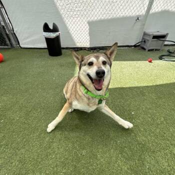 Mishka -  Husky Dog for Adoption in San Diego, California - Mishka | PetCurious