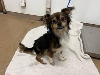 Chihuahua Dogs Available for Adoption - PERCIVAL | PetCurious