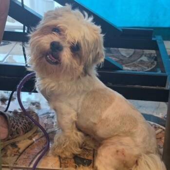 Reptar -  Shih Tzu Dog for Adoption in Williston, Vermont - Reptar | PetCurious