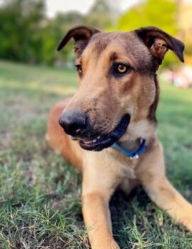 Shepherd and Labrador Retriever Dogs Available for Adoption in Brookeville, Maryland - Bruno | PetCurious