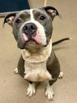 Showtime -  Mixed Breed Dog for Adoption in Chamblee, Georgia - Showtime | PetCurious