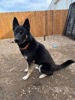 Mack -  Husky and German Shepherd Dog Dog for Adoption in Hastings, Nebraska - Mack | PetCurious