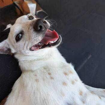 Louie -  Jack Russell Terrier and Mixed Breed Dog for Adoption in Ennis, Texas - Louie | PetCurious