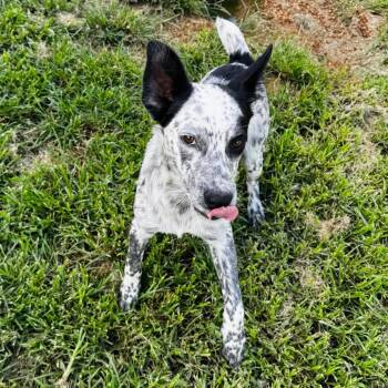 Boomer -  Australian Cattle Dog Blue Heeler and Mixed Breed Dog for Adoption in Brownsboro, Alabama - Boomer | PetCurious