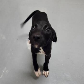 LIGHTNING -  Labrador Retriever and Mixed Breed Dog for Adoption - LIGHTNING | PetCurious