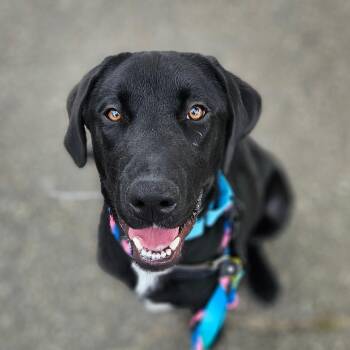 Rock -  Mixed Breed Dog Available for Adoption in Wantagh, New York - Rock | PetCurious
