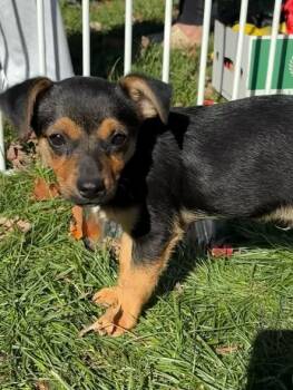 Kirby -  Terrier and Chihuahua Dog for Adoption in Sun Prairie, Wisconsin - Kirby | PetCurious