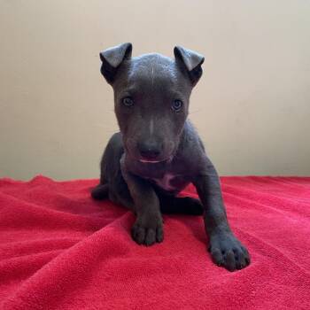 Jack Jack -  Labrador Retriever and Pit Bull Terrier Dog for Adoption in Pasadena, California - Jack Jack | PetCurious