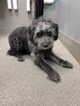 GRAYSON -  Poodle and Mixed Breed Dog Available for Adoption in Las Vegas, Nevada - GRAYSON | PetCurious