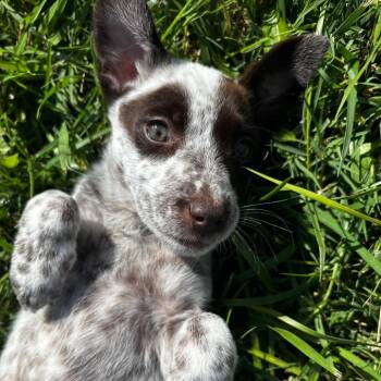 Posie -  Labrador Retriever and Australian Cattle Dog Blue Heeler Dog for Adoption in West Richland, Washington - Posie | PetCurious