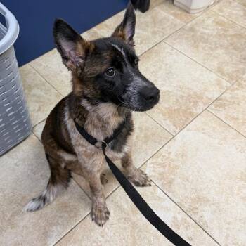 Heath -  Cattle Dog and Dutch Shepherd Dog for Adoption in Galveston, Texas - Heath | PetCurious