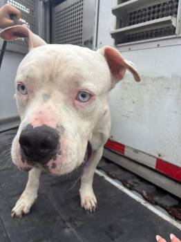 ANGEL CAMDEN -  Pit Bull Terrier Dog for Adoption in Woodbine, Georgia - ANGEL CAMDEN | PetCurious