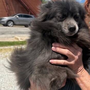 Pomeranian and Maltese Dogs Available for Adoption in Normal, Illinois - Bonnie | PetCurious