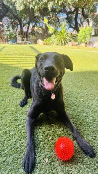 German Shepherd Dog and Chesapeake Bay Retriever Dogs Available for Adoption in Santa Clarita, California - Willow | PetCurious