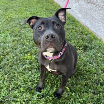 Giggles -  Pit Bull Terrier and Mixed Breed Dog for Adoption in Springboro, Ohio - Giggles | PetCurious