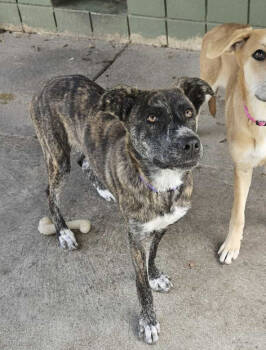 Rescue Mixed Breed Dogs for Adoption - Odette | PetCurious