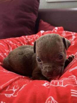 Jack Russell Terrier Dogs Available for Adoption - Coffee Puppies : Cup Of Joe | PetCurious