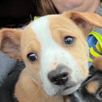 Rat Terrier and Mixed Breed Dogs Available for Adoption - Crystal | PetCurious